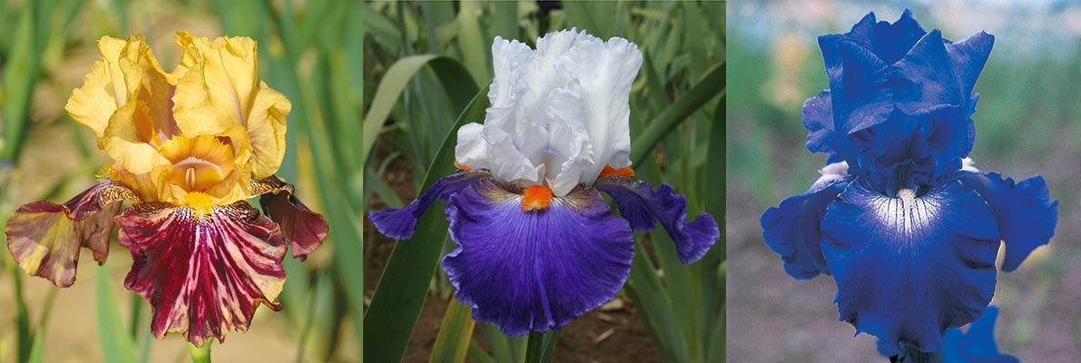 Re-Blooming Bearded Iris