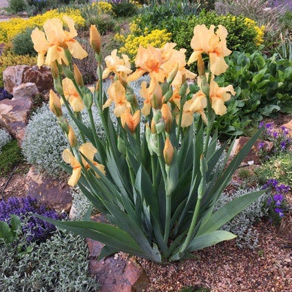 Bearded Irises are easy to grow and well-suited to dry gardens. Get this look with 'Mango Entree' Bearded Iris planted among low-growing groundcovers.