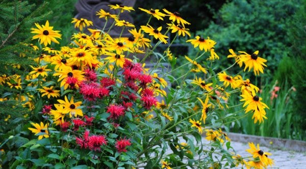 Monarda Bee Balm (Monarda) with Rudbeckia fulgida Goldstrum (Black Eyed Susan) Monarda Bee Balm (Monarda) with Rudbeckia fulgida Goldstrum (Black Eyed Susan)