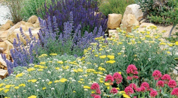 An alternative to the Summer Showstopper is the Jumbo Waterwise Pre-Planned Garden, our most popular garden of all time.