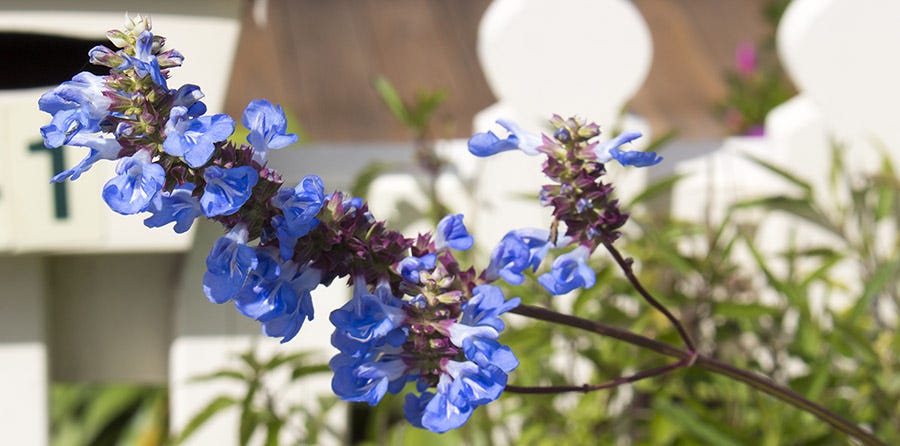 Bog Sage (Salvia uliginosa)
