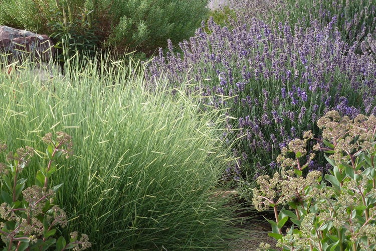 Blonde Ambition with English Lavender and Sedum