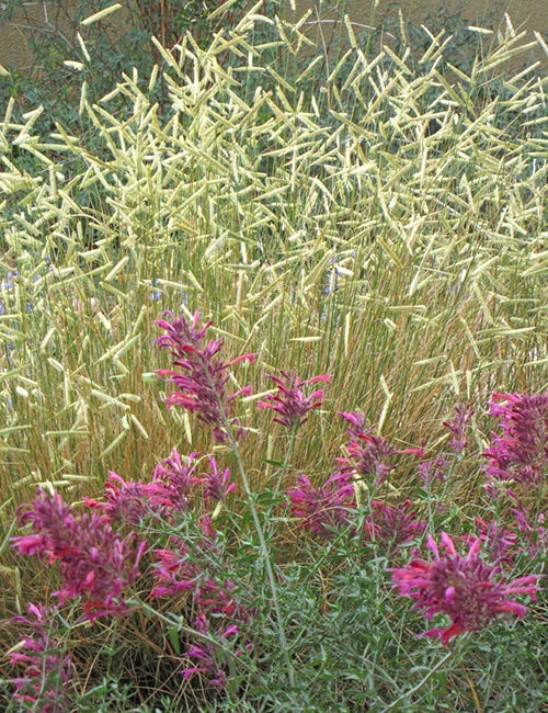 Blonde Ambition and Agastache blooming in the garden