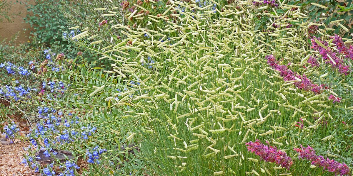 Prairie Salvia (Salvia azurea), Blonde Ambition Blue Grama Grass (Bouteloua gracilis), and AgastachePrairie Salvia (Salvia azurea), Blonde Ambition Blue Grama Grass (Bouteloua gracilis), and Agastache