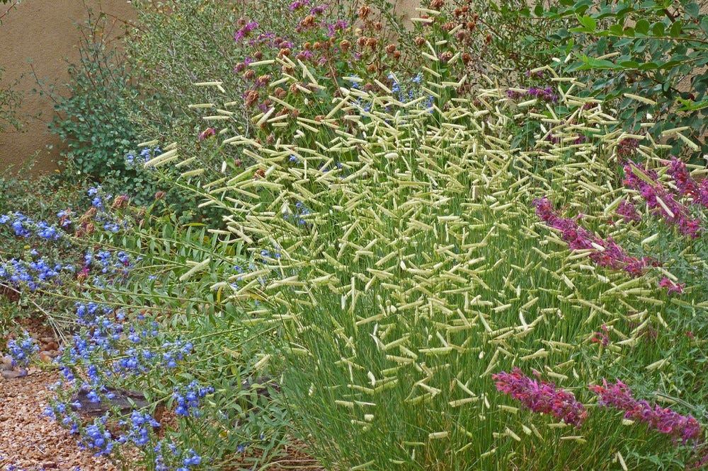 'Blonde Ambition' paired with Agastache, Savlia azurea, and native shrubs in David Salman's yard.