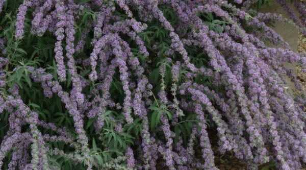 Tips on pruning flowering shrubs such as Buddleia alternafolia argentea