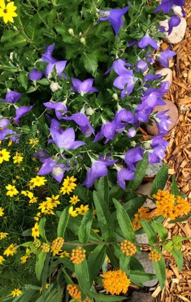 Campanula (Bluebells), Moonbeam Coreopsis (Tickseed), Asclepias tuberosa (Butterfly Weed) Campanula (Bluebells), Moonbeam Coreopsis (Tickseed), Asclepias tuberosa (Butterfly Weed)