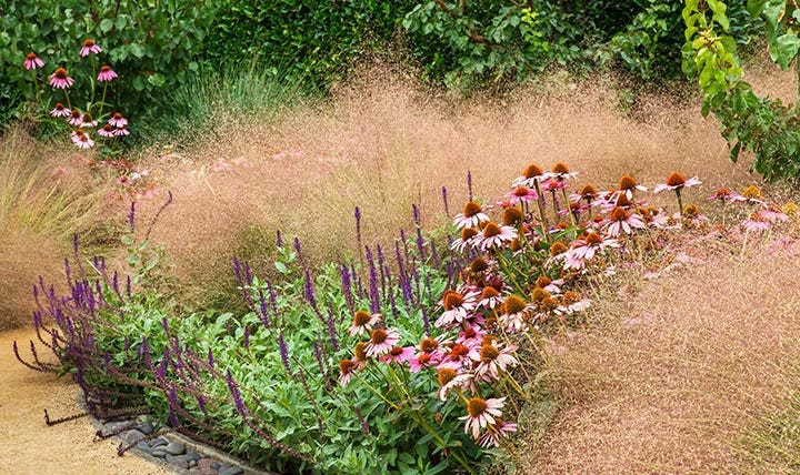 Caradonna Sage with Magnus Purple Coneflower