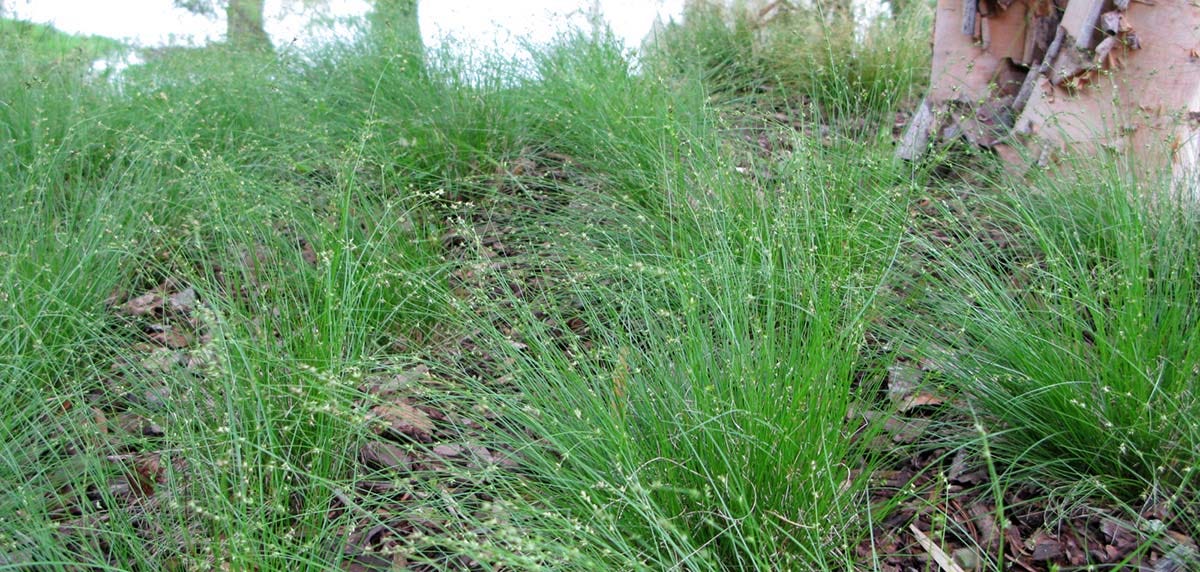 Appalachian Sedge (Carex appalachica)