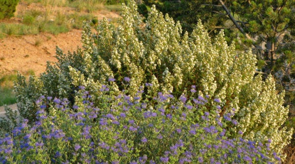 Fernbush (Chamaebatiera-millifolium) with Caryopteris