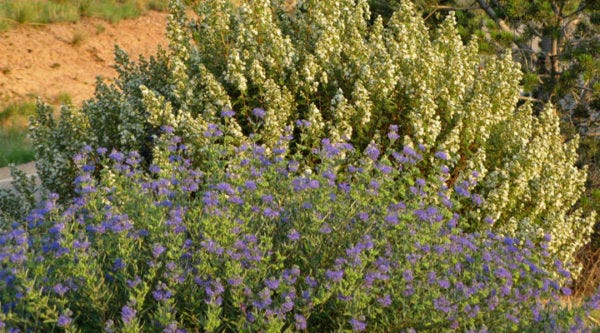 caryopteris__chamaebatiera_millifolium__2_cc