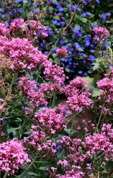 Centranthus ruber rosea (Pink Flowered Jupiter's Beard) and Ceratostigma plumbaginoides (Hardy Plumbago) Centranthus ruber rosea (Pink Flowered Jupiter's Beard) and Ceratostigma plumbaginoides (Hardy Plumbago)