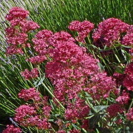 Centranthus Ruber Roseus