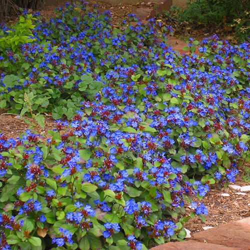 Hardy Plumbago