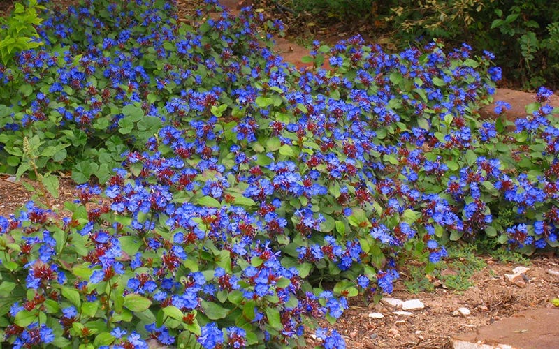 Ceratostigma Plumbaginoides