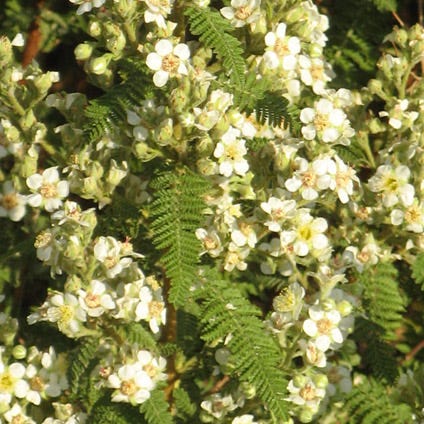 A close-up of Fernbush (Chamaebatiera millefolium) blooms and foliage.