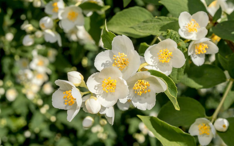 Cheyenne Mock Orange in Bloom