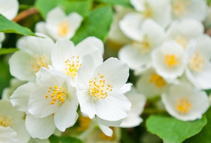 The sweet orange fragrance of Cheyenne® blossoms make it irresistible for gardeners and pollinators alike.