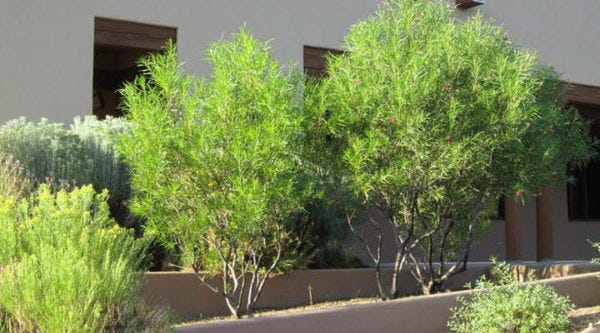 Tips on pruning flowering shrubs such as Chilopsis.