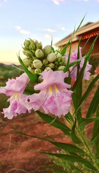 Conchas Dam Pink Desert Willow