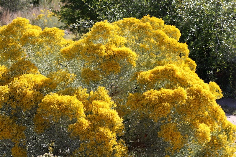 Rabbitbrush (Chrysothamnus) at the Santa Fe Botanical Garden in September