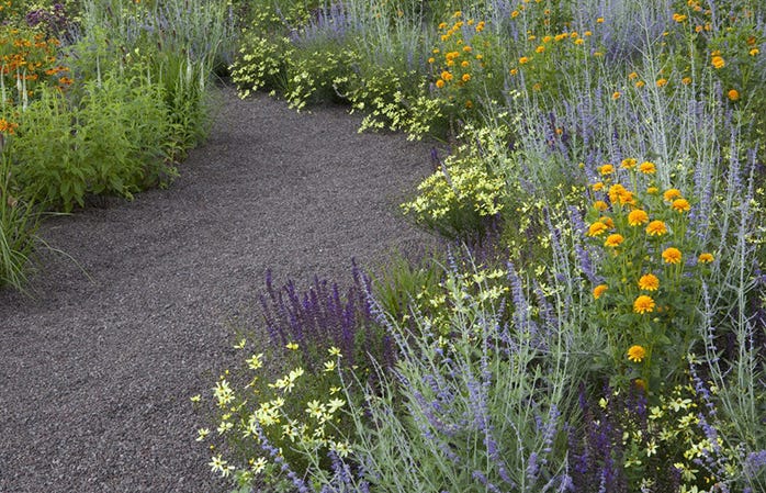 Russian Sage, Coreopsis, and Salvia are planted in a matrix for a natural looking garden that blooms for months on end.