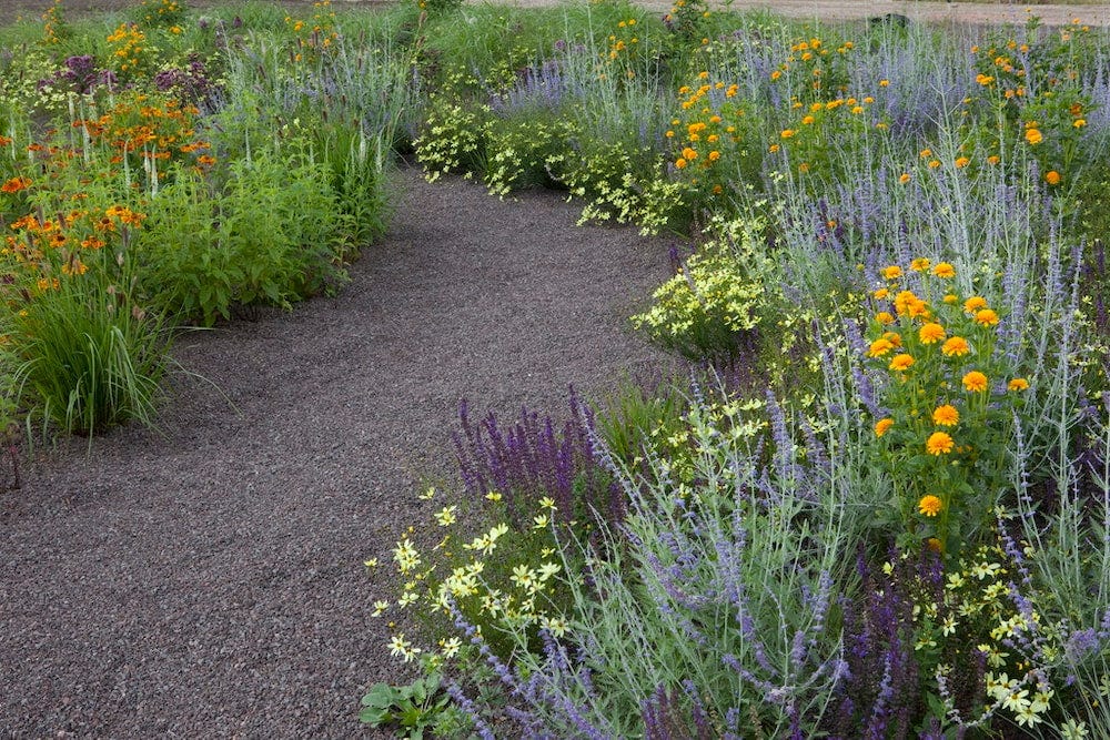 Russian Sage (Perovskia) and Salvia bring cool colors to the mix, with pops of warm colors from Coreopsis and Helenium. This naturalistic planting creates an immersive experience along the garden path.