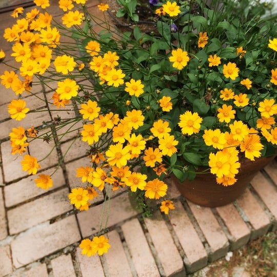 Coreopsis fills out this container nicely for a sunny display. Customer photo by Barbara F.