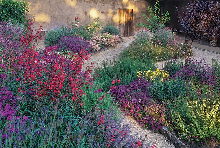 Verbena, Salvia, Penstemon