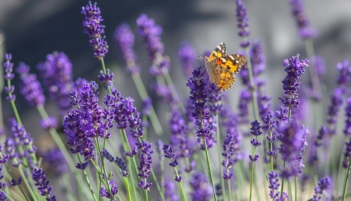 English Lavender is often the favorite for chefs or casual cooks, but taste preference is highly subjective. English Lavender is often the favorite for chefs or casual cooks, but taste preference is highly subjective.