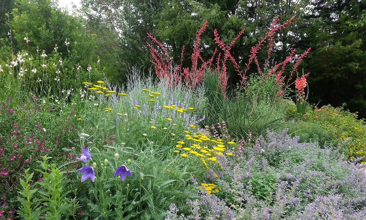 Shown here, loosely left to right: pink Salvia (Sage), purple Balloon Flower, purple Nepeta (Catmint), yellow Yarrow (Achillea), pink Penstemon, light blue Russian Sage (Perovskia), tall red Hesperaloe (Texas Yucca), tall white Gaura, coral Gladiolus