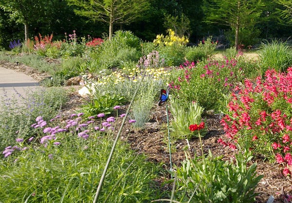 The second year of growth, when the plants 'creep.'