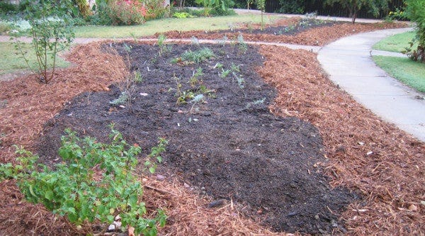 The garden when perennials were first planted.