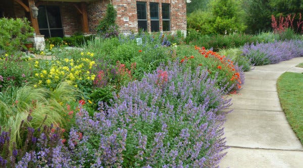 The perennial garden in May with swaths of Catmint (Nepeta) in bloom.