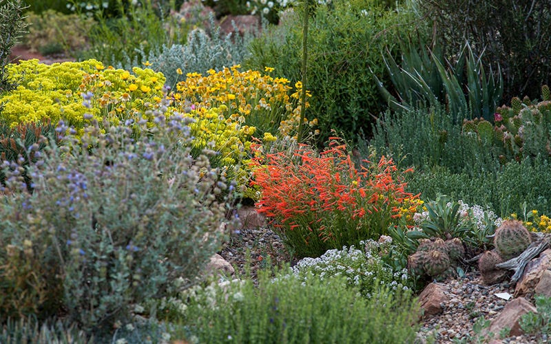 David Salman's New Mexico garden features a vareity of xeric plants with varied forms for visual interest, including Penstemon, Buckwheat, Cacti and Succulents, Hymenoxys, Shrubs, and more.