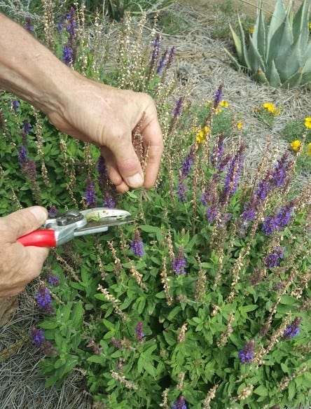 David Salman dead-heading, or removing spent flowers, from a Salvia plant in his home garden.