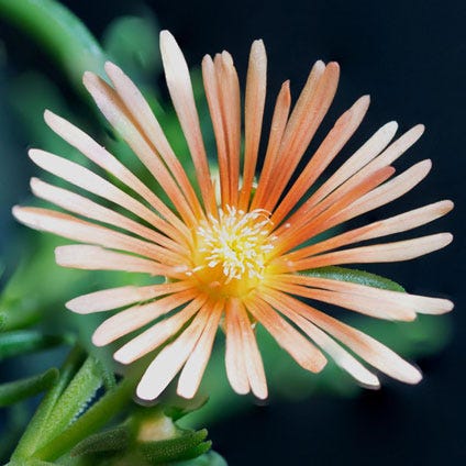 Delosperma Alan's Apricot close up view