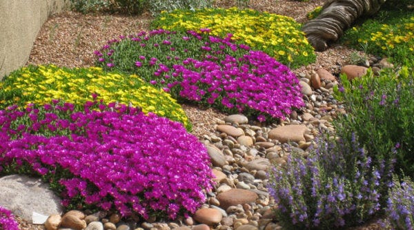 Delosperma nubigenum in a Santa Fe garden