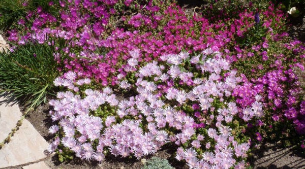 Purple and pink Delosperma Lavender Ice garden