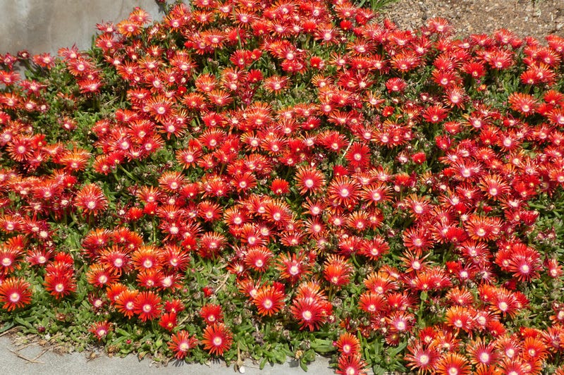 Delosperma 'Red Mountain Flame'