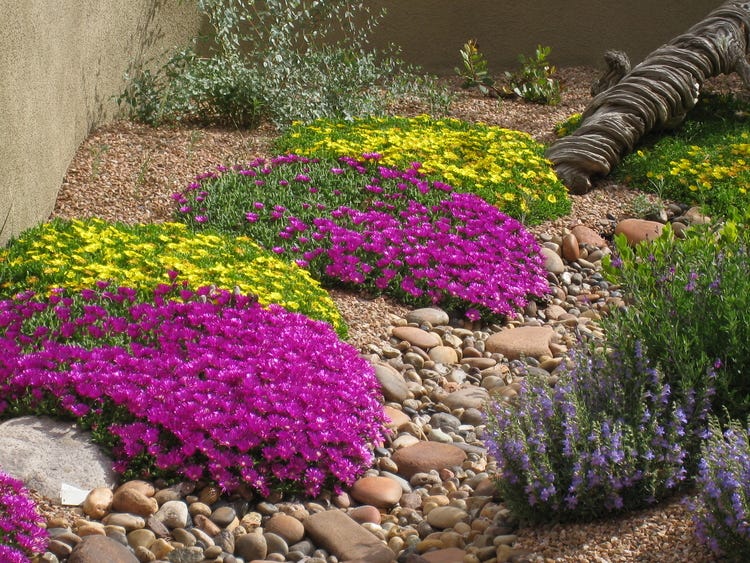 Shop Delosperma Colorful Delosperma (Ice Plant) in David Salman's Santa Fe Garden