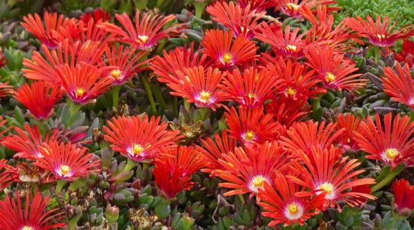 Red Delosperma dyeri Red Mountain Flame in garden