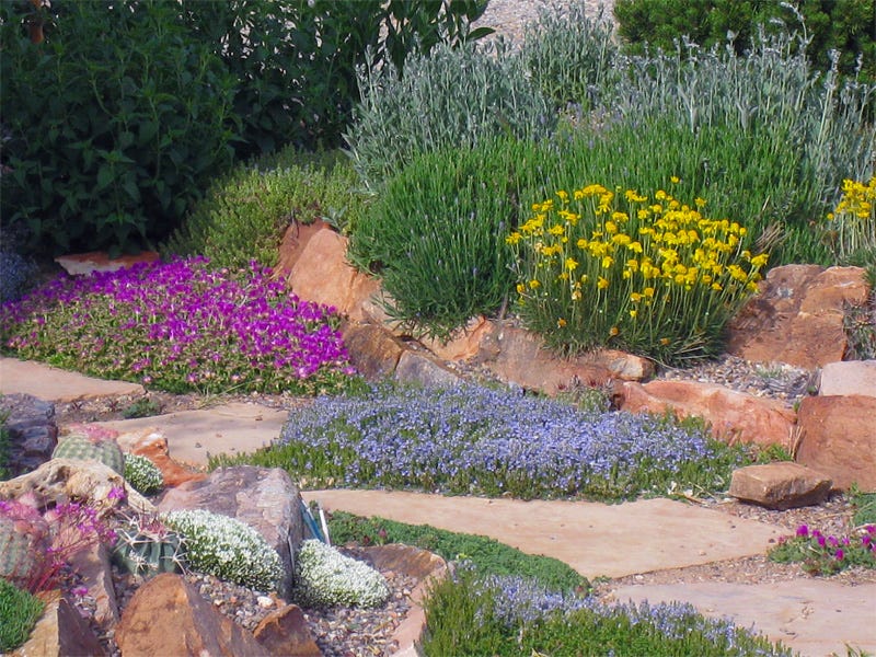 Shop All Cacti & Succulents Delosperma, Veronica, Hymenoxys, and Lavender pair beautifully with the Cacti in this textural, colorful xeriscape.