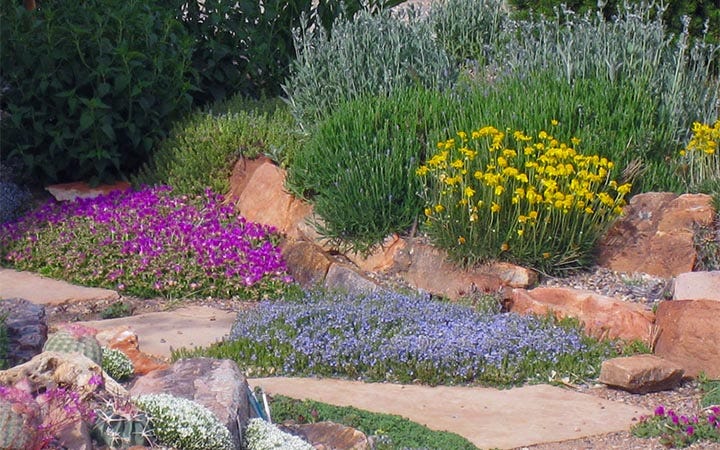 Veronica and Delosperma in xeric garden