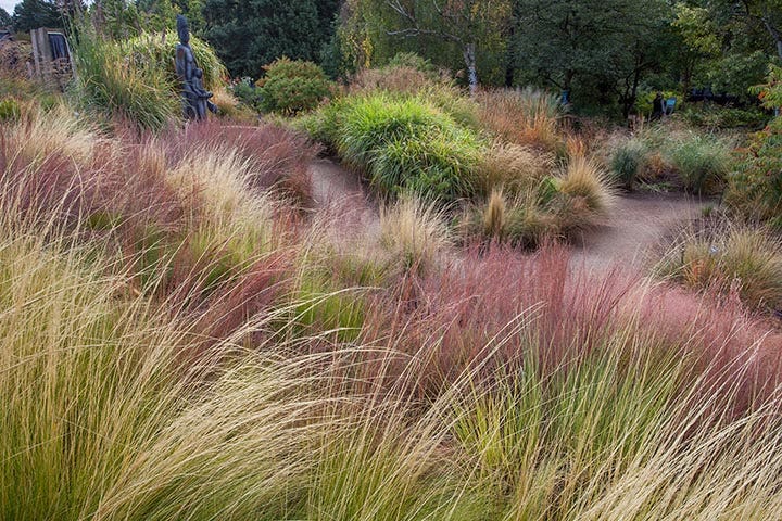Ornamental Grass Garden with Naseella and Little Bluestem