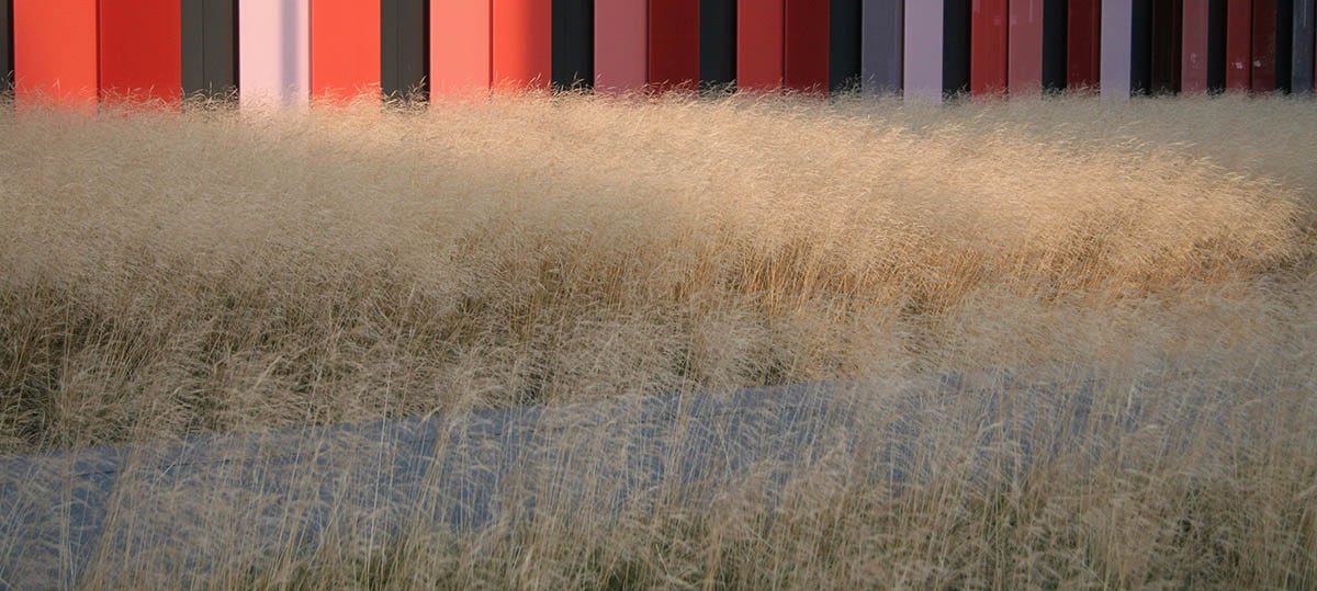 Gold Dew Tufted Hair Grass (Deschampsia cespitosa Goldtau) Gold Dew Tufted Hair Grass (Deschampsia cespitosa Goldtau)