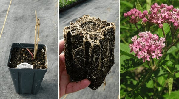 Dormant Rose Milkweed plant showing healthy white roots and no visible top growth