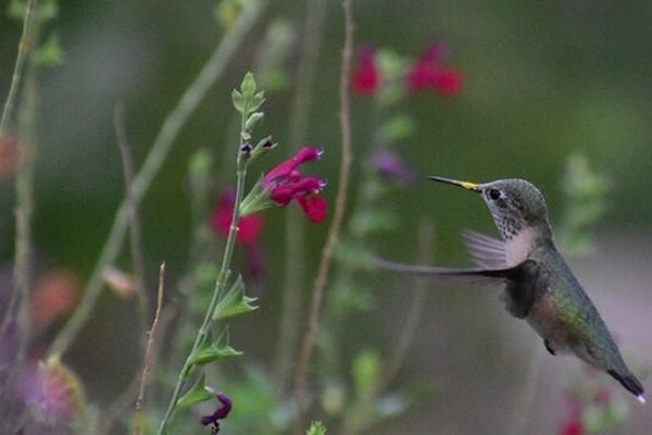 Hummingbird and Salvia. Customer photo by Dylan T.