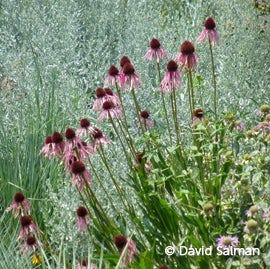 Echinacea angustifolia shown with silvery Artemisia Echinacea angustifolia shown with silvery Artemisia