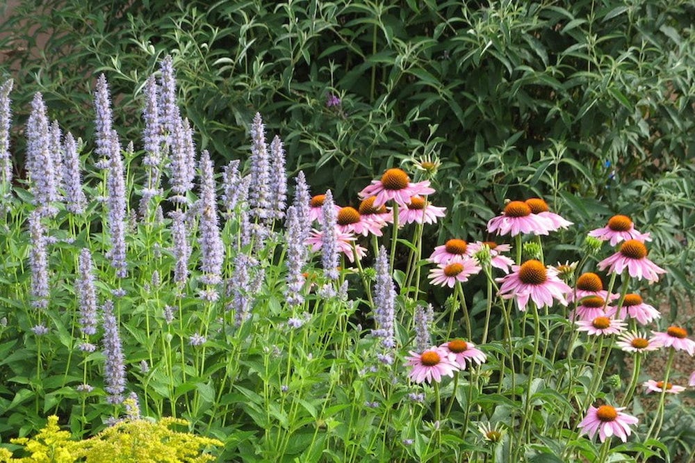 With a pleasing color pairing, Blue Fortune Agastache and Echinacea purpurea are two easy-to-grow perennials that offer long-lasting blooms with big impact. Both are highly attractive to pollinators, too.